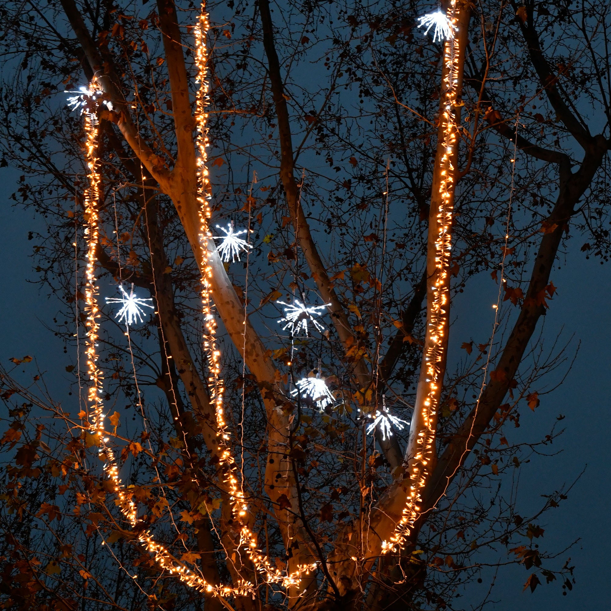 Bouquet scintillant - 24V